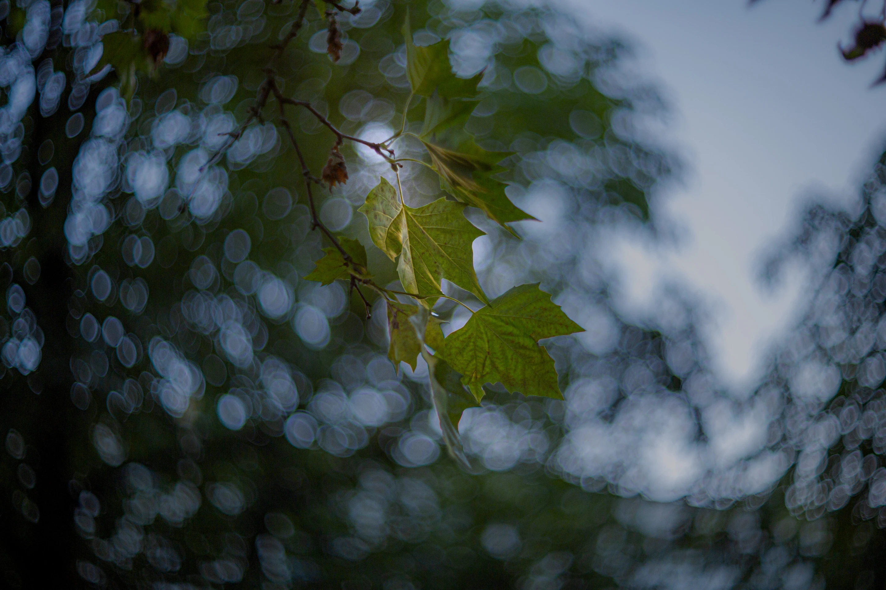 Nature & Wildlife - Image 3